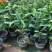 垂丝茉莉盆栽栽垂丝茉莉开花清香阳台室内
