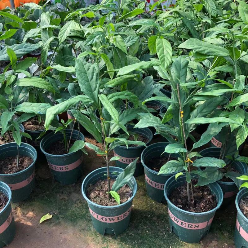 垂丝茉莉盆栽栽垂丝茉莉开花清香阳台室内