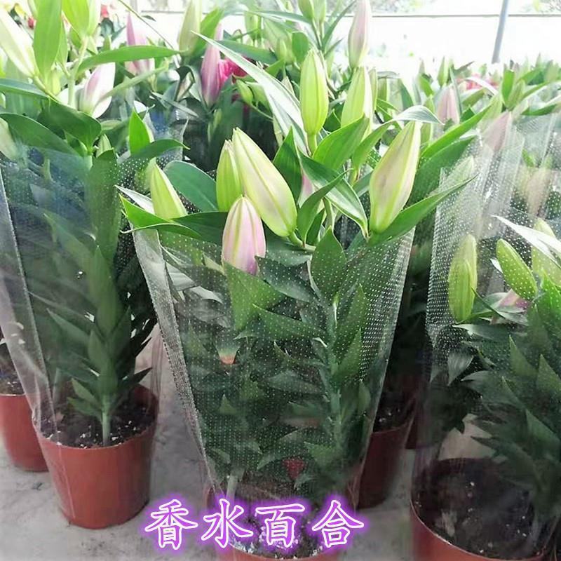 香水百合花盆栽带花苞四季百合花苗室内鲜花绿植好养植物香味
