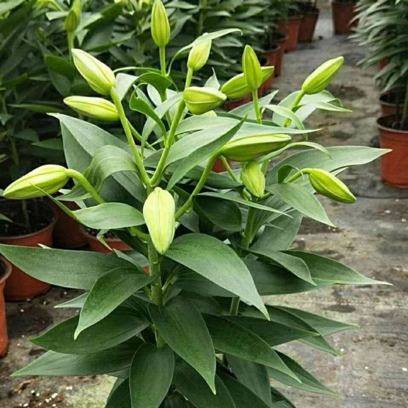 香水百合花盆栽带花苞四季百合花苗室内鲜花绿植好养植物香味