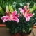 香水百合花盆栽带花苞四季百合花苗室内鲜花绿植好养植物香味