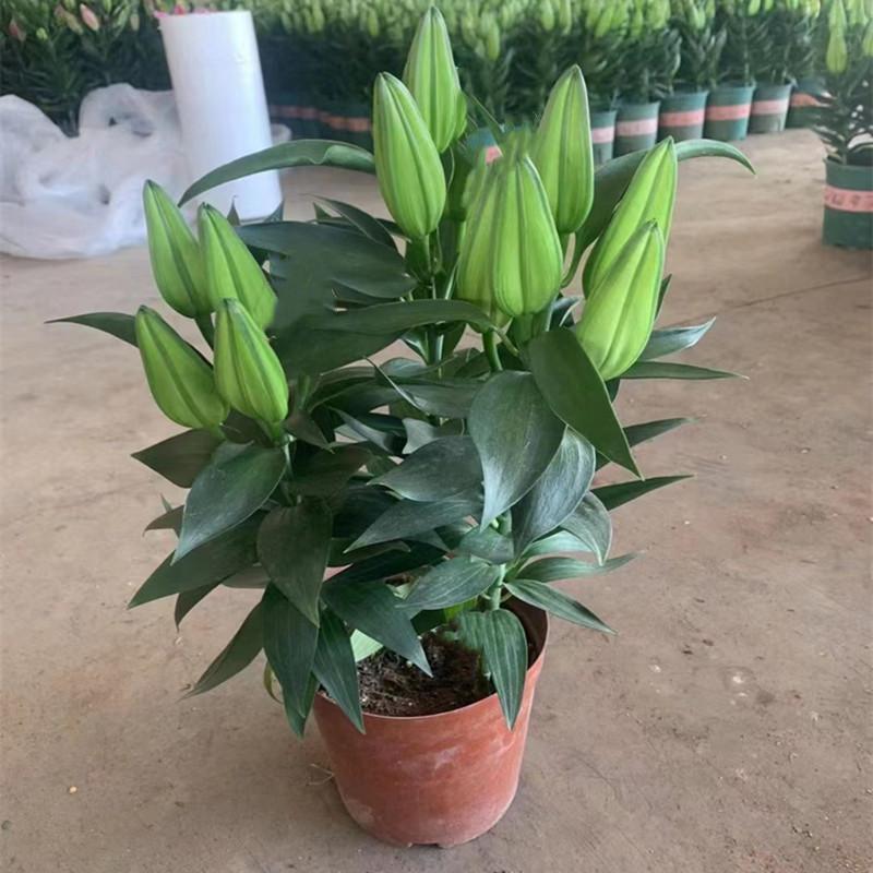 香水百合花盆栽带花苞四季百合花苗室内鲜花绿植好养植物香味