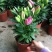 香水百合花盆栽带花苞四季百合花苗室内鲜花绿植好养植物香味