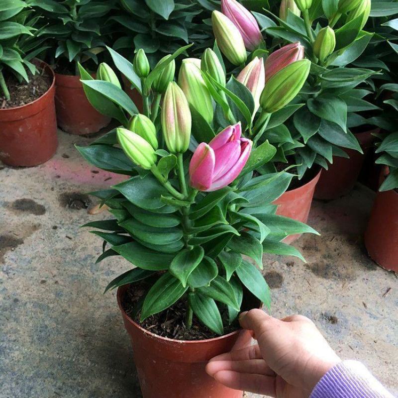 香水百合花盆栽带花苞四季百合花苗室内鲜花绿植好养植物香味