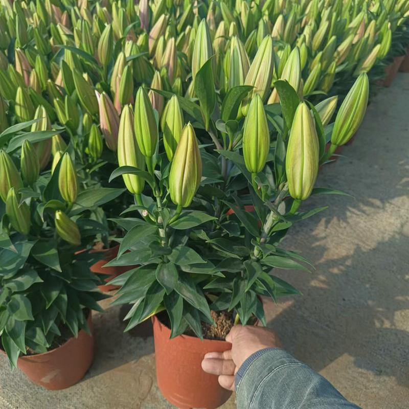 香水百合花盆栽带花苞四季百合花苗室内鲜花绿植好养植物香味