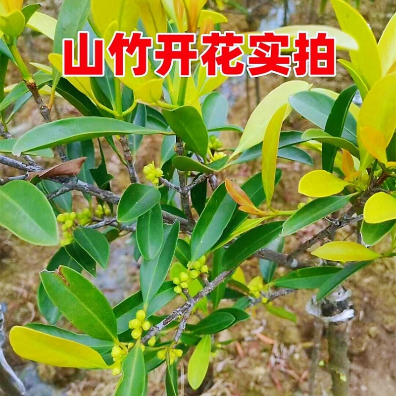 泰国无籽山竹苗果树苗盘栽地栽带土带叶发货南北方可种植