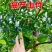 泰国无籽山竹苗果树苗盘栽地栽带土带叶发货南北方可种植