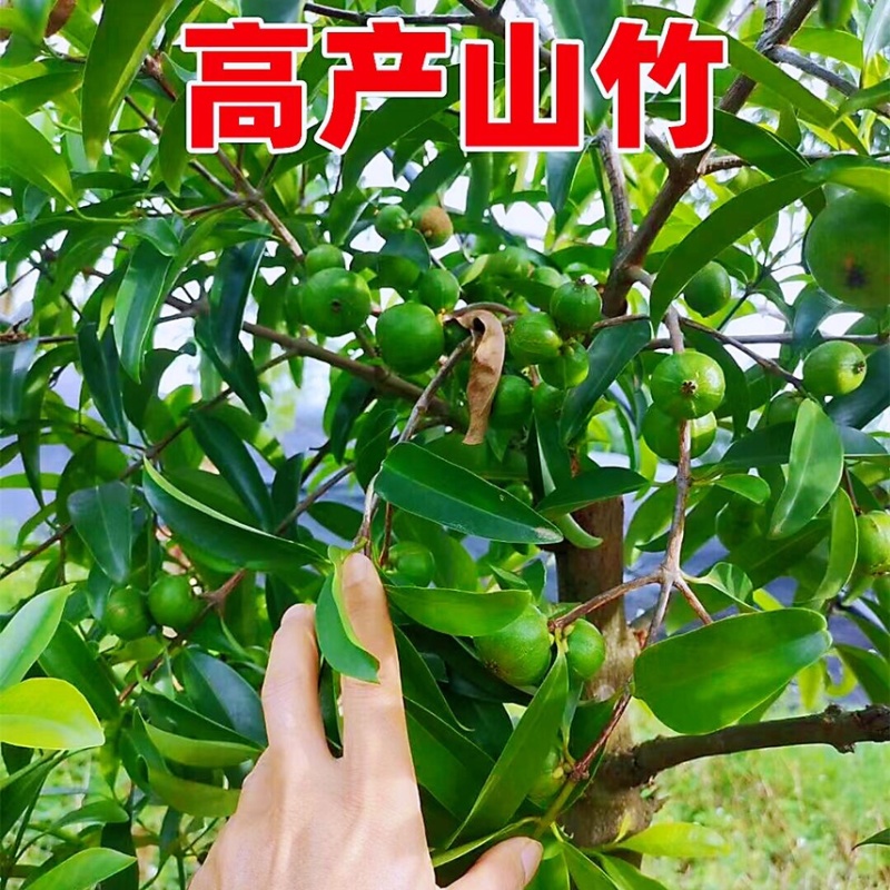 泰国无籽山竹苗果树苗盘栽地栽带土带叶发货南北方可种植
