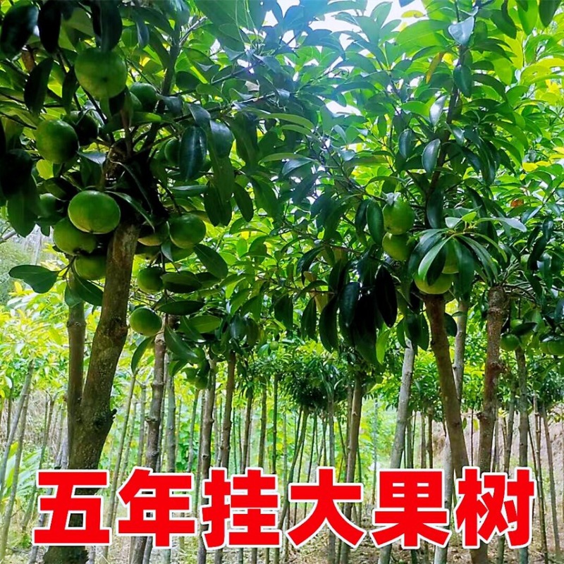 泰国无籽山竹苗果树苗盘栽地栽带土带叶发货南北方可种植