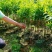 泰国无籽山竹苗果树苗盘栽地栽带土带叶发货南北方可种植