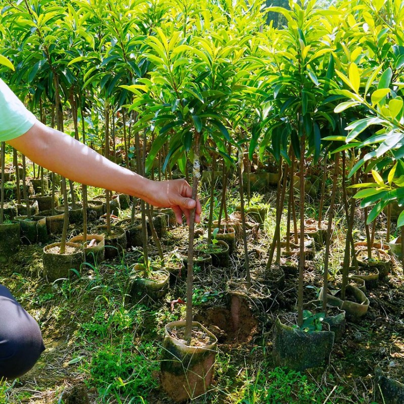 泰国无籽山竹苗果树苗盘栽地栽带土带叶发货南北方可种植