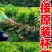 泰国无籽山竹苗果树苗盘栽地栽带土带叶发货南北方可种植