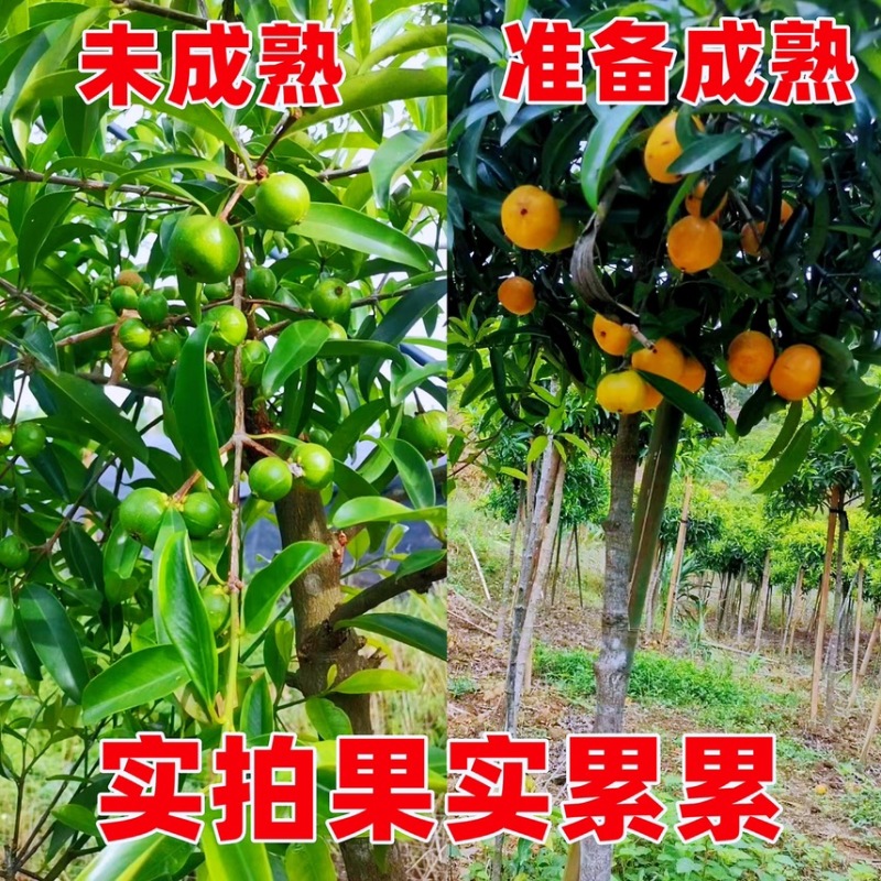 泰国无籽山竹苗果树苗盘栽地栽带土带叶发货南北方可种植