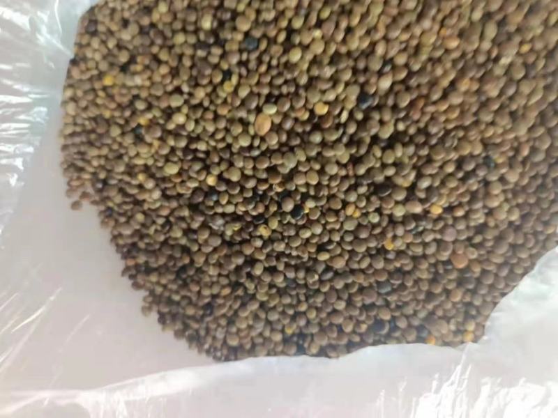 甘草种子