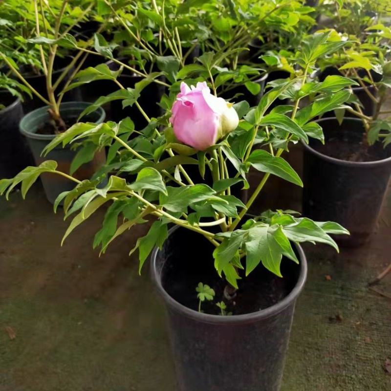 正宗洛阳牡丹花树苗千层重瓣庭院阳台花卉室内盆栽牡丹