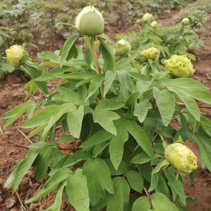 正宗洛阳牡丹花树苗千层重瓣庭院阳台花卉室内盆栽牡丹