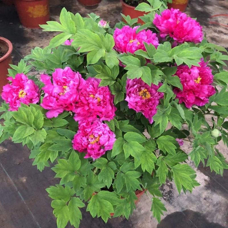 正宗洛阳牡丹花树苗千层重瓣庭院阳台花卉室内盆栽牡丹