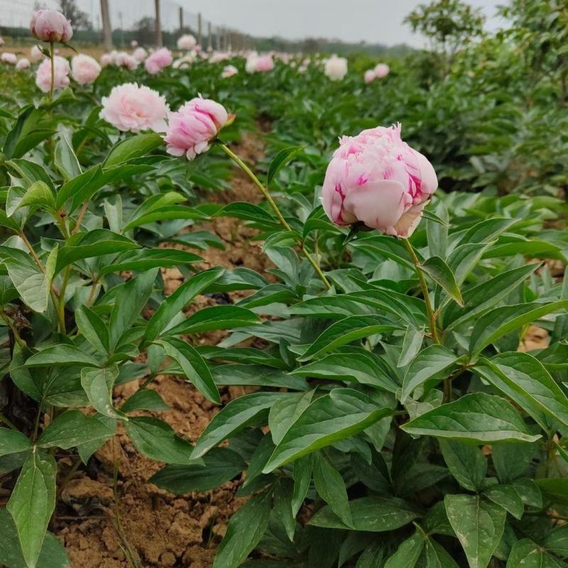 正宗洛阳牡丹花树苗千层重瓣庭院阳台花卉室内盆栽牡丹