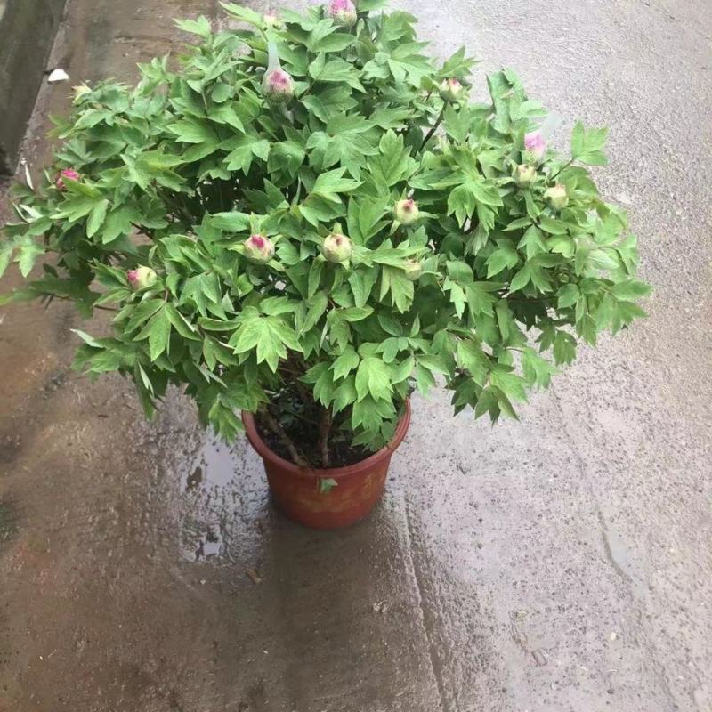 正宗洛阳牡丹花树苗千层重瓣庭院阳台花卉室内盆栽牡丹