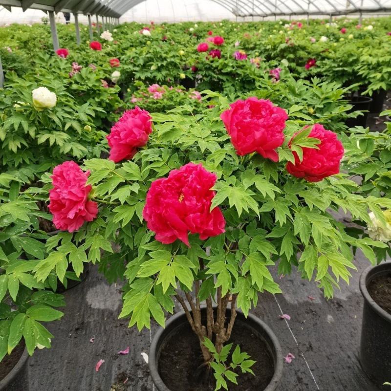 正宗洛阳牡丹花树苗千层重瓣庭院阳台花卉室内盆栽牡丹