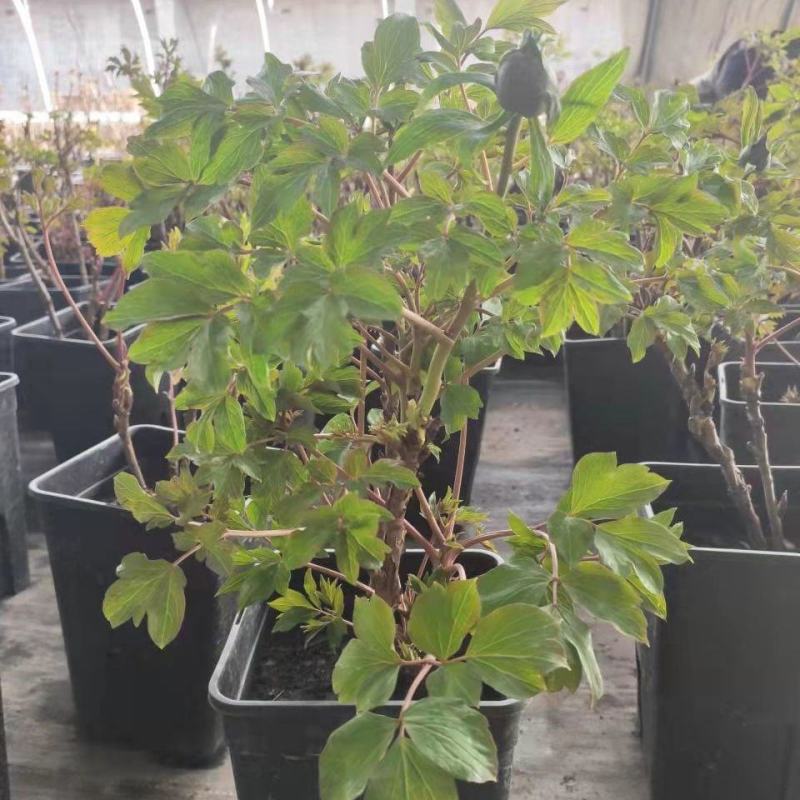 正宗洛阳牡丹花树苗千层重瓣庭院阳台花卉室内盆栽牡丹