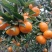 西林马水桔