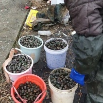 湘西田螺，湖南怀化，长期有货，各种规格，物美价廉欢迎选购