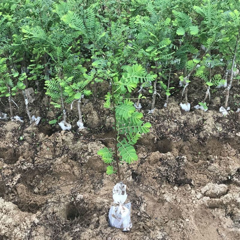 新品种特大甜油甘果苗水果树苗余甘子牛甘子苗嫁接油柑果树苗