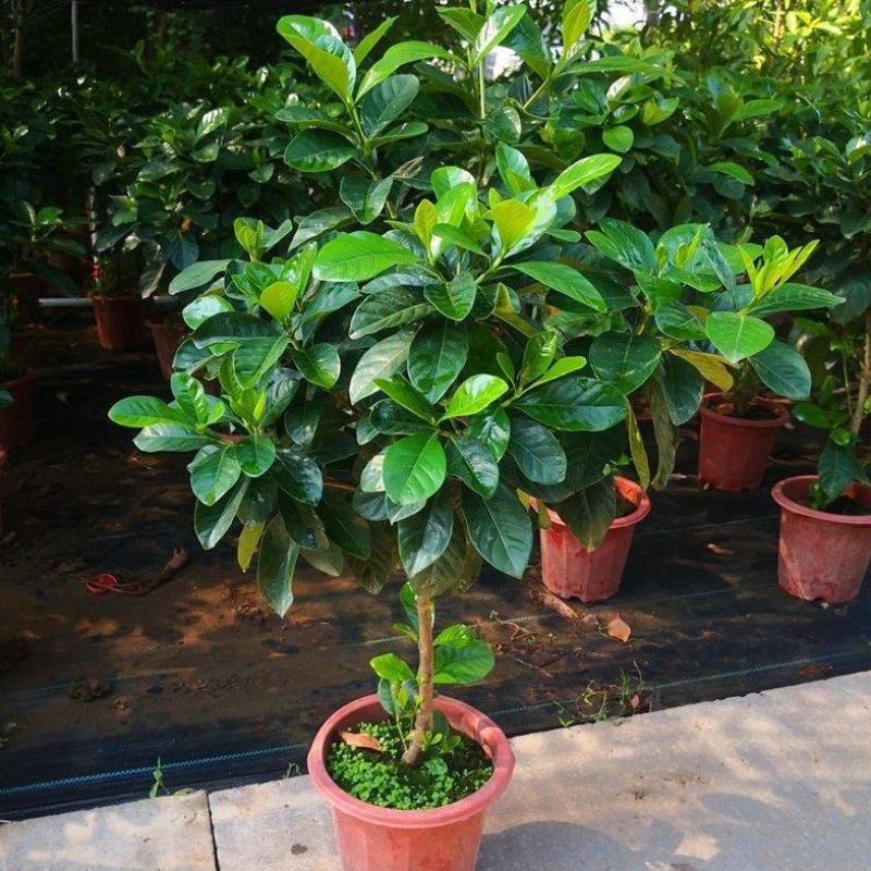 大叶牡丹栀子花苗四季开花独杆栀子花盆栽植物室内花卉