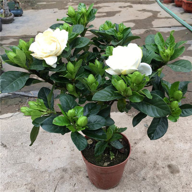 大叶牡丹栀子花苗四季开花独杆栀子花盆栽植物室内花卉