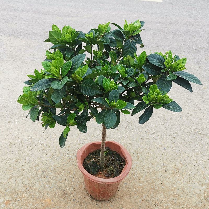 大叶牡丹栀子花苗四季开花独杆栀子花盆栽植物室内花卉