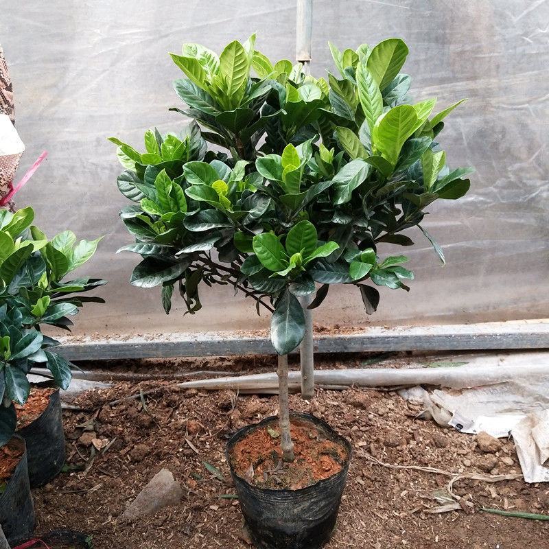 大叶牡丹栀子花苗四季开花独杆栀子花盆栽植物室内花卉