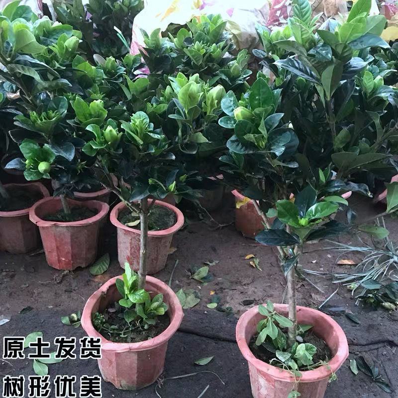 大叶牡丹栀子花苗四季开花独杆栀子花盆栽植物室内花卉
