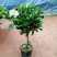 大叶牡丹栀子花苗四季开花独杆栀子花盆栽植物室内花卉