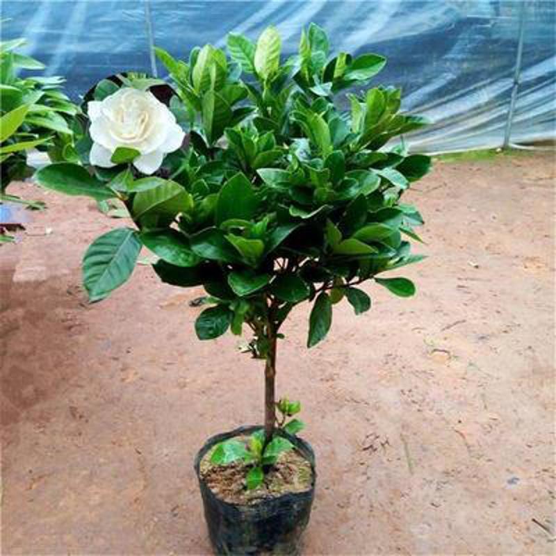 大叶牡丹栀子花苗四季开花独杆栀子花盆栽植物室内花卉
