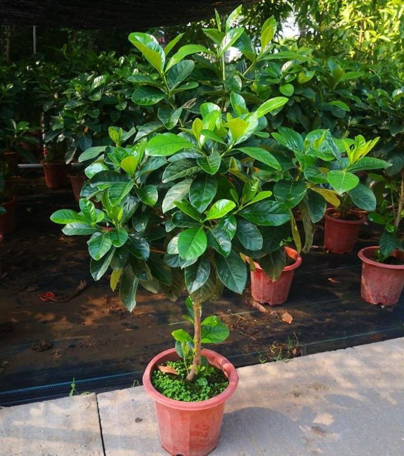 大叶牡丹栀子花苗四季开花独杆栀子花盆栽植物室内花卉