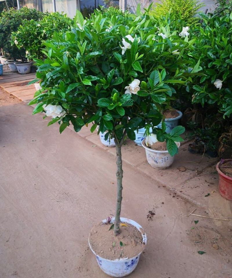 大叶牡丹栀子花苗四季开花独杆栀子花盆栽植物室内花卉