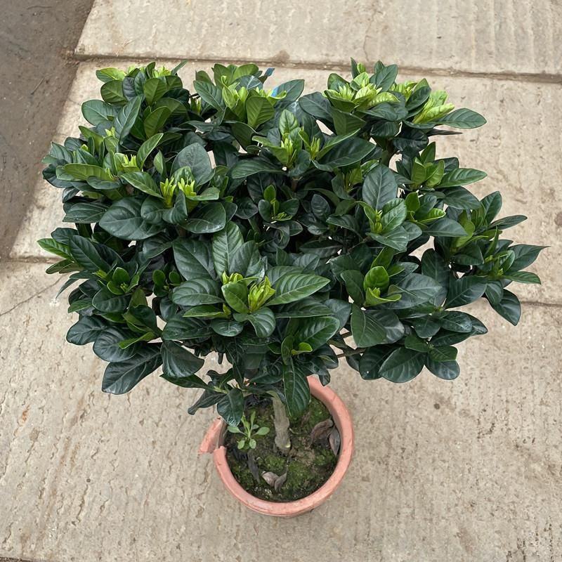 大叶牡丹栀子花苗四季开花独杆栀子花盆栽植物室内花卉