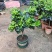 大叶牡丹栀子花苗四季开花独杆栀子花盆栽植物室内花卉