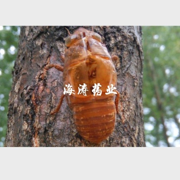 蝉蜕.爬叉皮.山东沙地货，质优价廉.中药材批发.