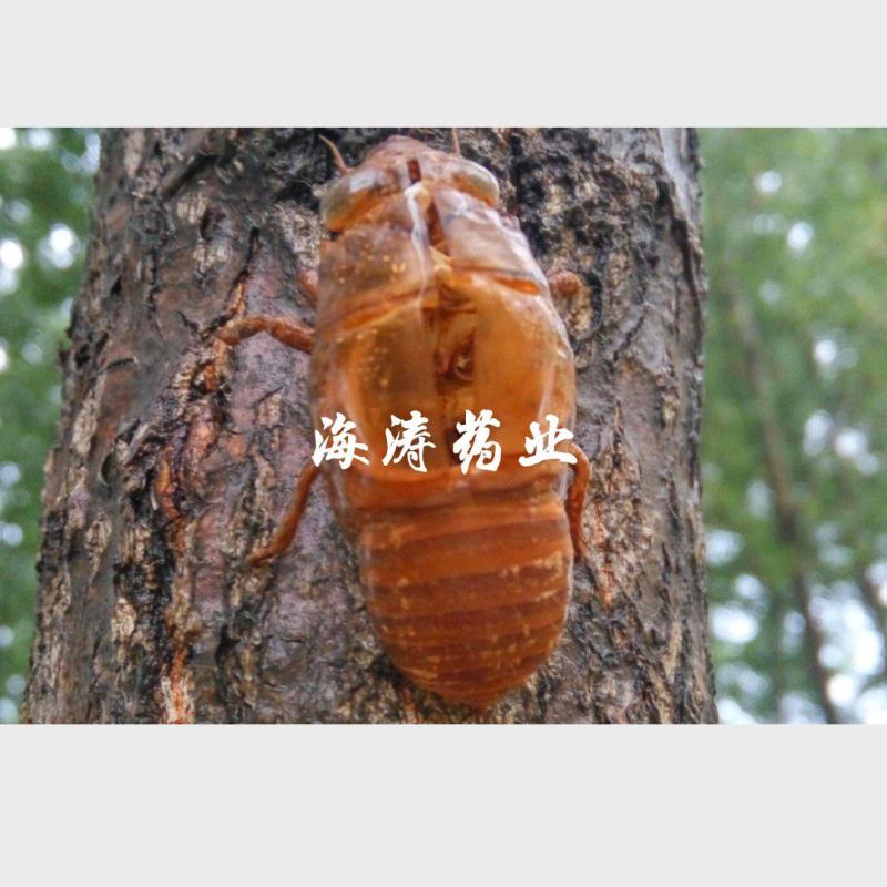蝉蜕.爬叉皮.山东沙地货，质优价廉.中药材批发.