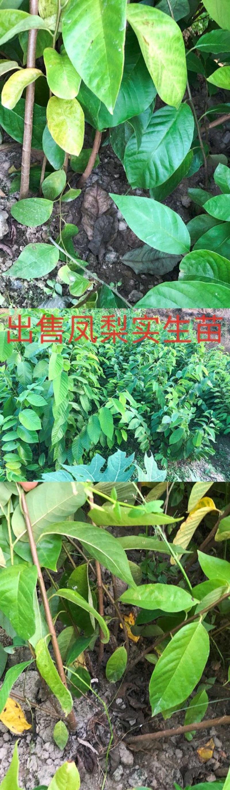 以色列红释迦苗凤梨释迦苗红皮释迦苗木基地直发