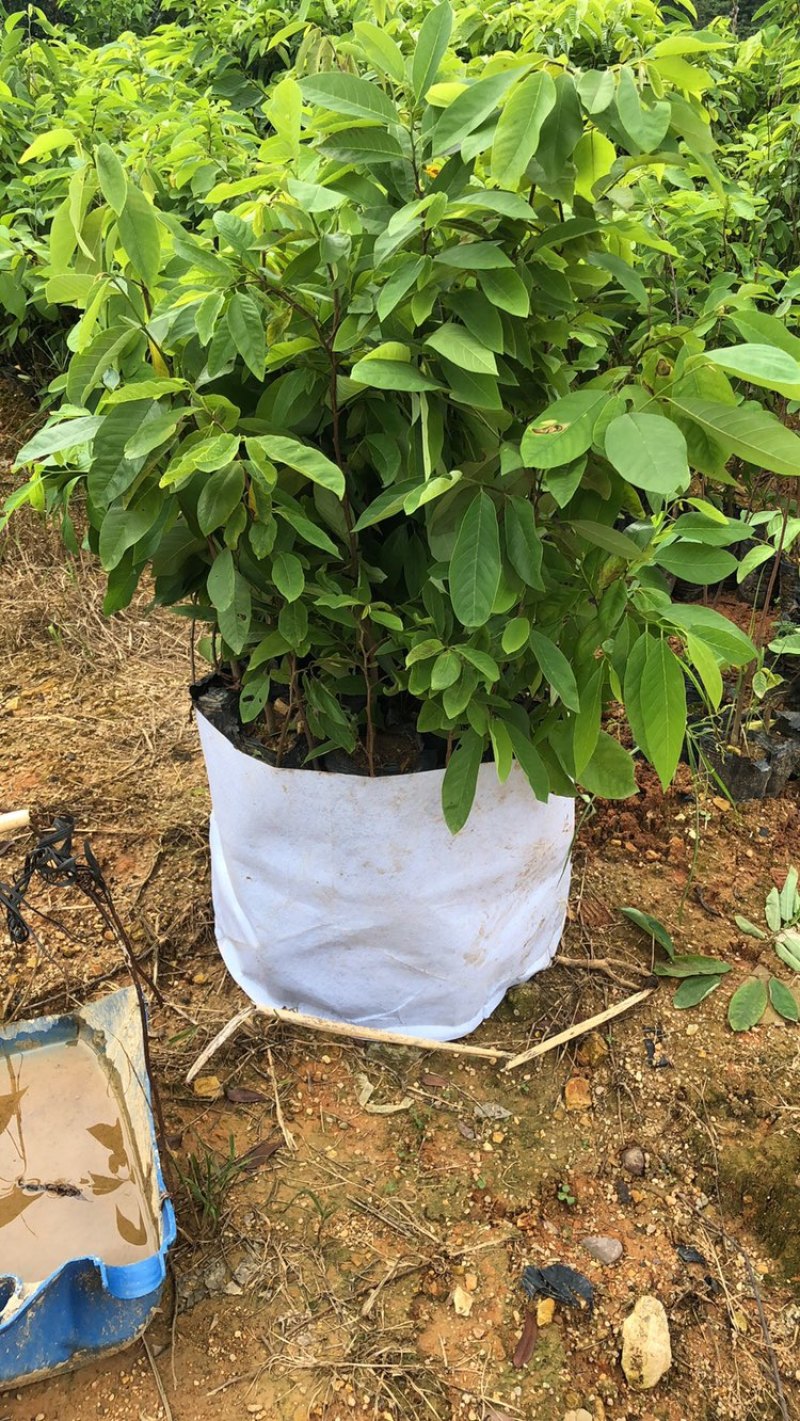以色列红释迦苗凤梨释迦苗红皮释迦苗木基地直发