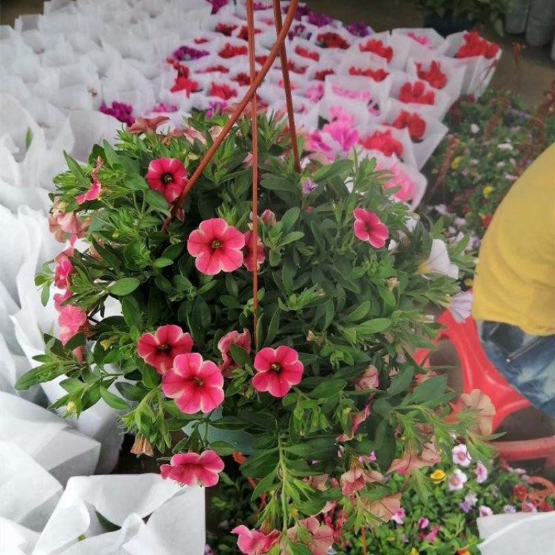 百万小玲盆栽花卉阳台庭院垂吊开花植物矮牵牛舞春花四季花苗