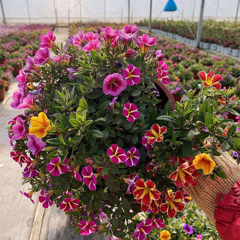 百万小玲盆栽花卉阳台庭院垂吊开花植物矮牵牛舞春花四季花苗