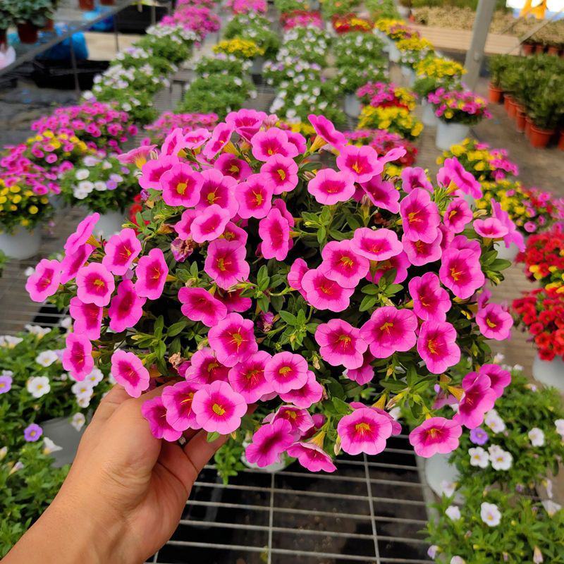 百万小玲盆栽花卉阳台庭院垂吊开花植物矮牵牛舞春花四季花苗