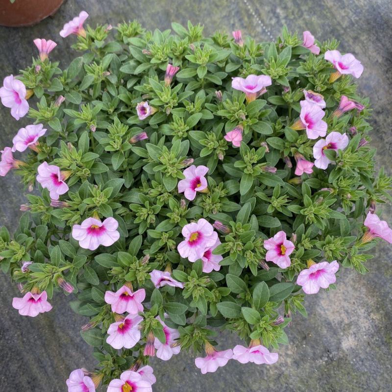 百万小玲盆栽花卉阳台庭院垂吊开花植物矮牵牛舞春花四季花苗