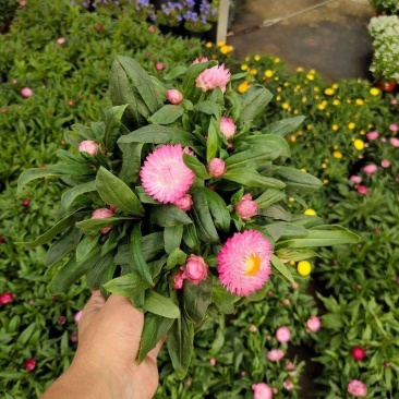 麦秆菊盆栽腊菊成品带花阳台庭院多年生宿根花园植物耐寒