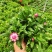 麦秆菊盆栽腊菊成品带花阳台庭院多年生宿根花园植物耐寒