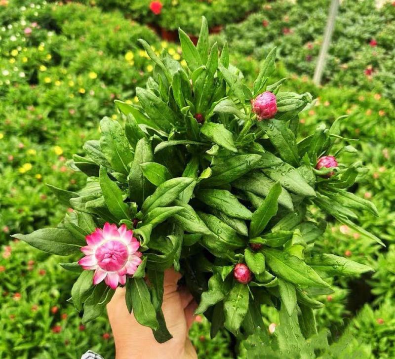麦秆菊盆栽腊菊成品带花阳台庭院多年生宿根花园植物耐寒
